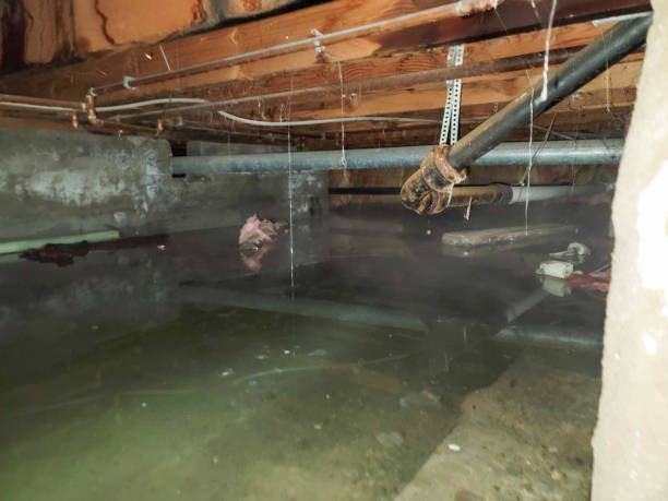 Best Flood damage cleanup  in Bay Shore, NY